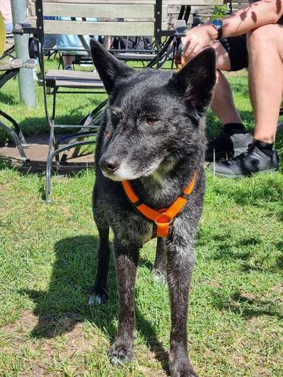 TierschutzhundeStammtisch🐕-Beitrag-Bild