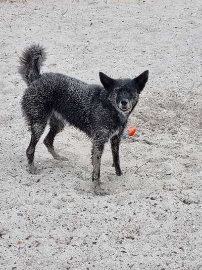 dirty Dog-Beitrag-Bild