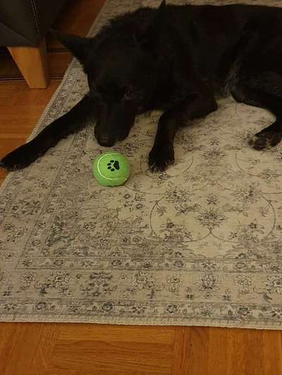 Tierschutzhund ist meine Lieblingsrasse-Beitrag-Bild