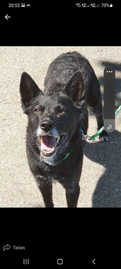 Zeichnungen eurer Hunde-Beitrag-Bild