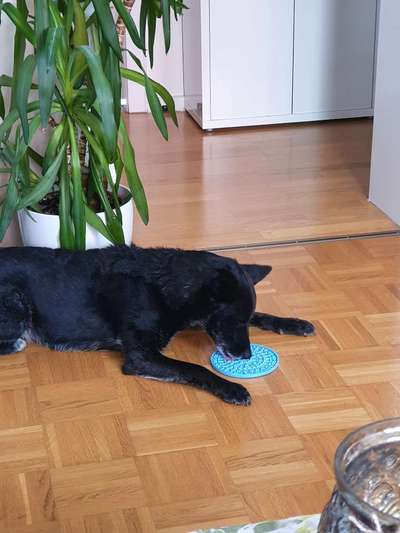 Leckmatten-Beitrag-Bild