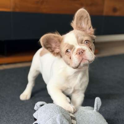 Hundetreffen-Welpentreffen-Bild