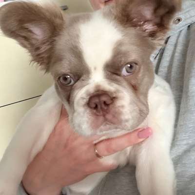 Hundetreffen-Welpentreffen-Bild