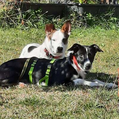 Hundetreffen-Gemeinsame Zeit für Sozialisierung