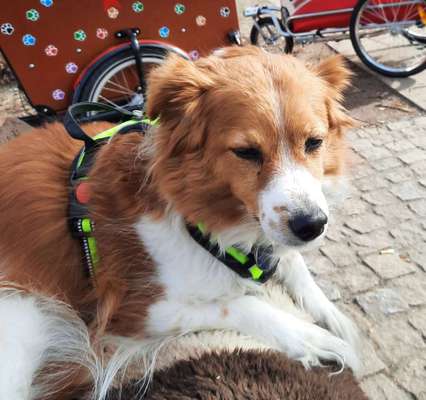 Kooikerhondje-Beitrag-Bild