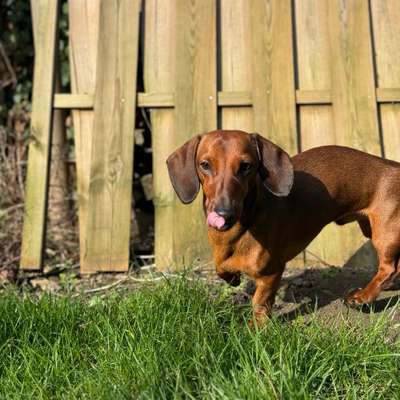 Hundetreffen-Spiel treffen-Bild