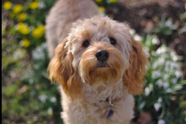 Foto's und Hundemodels-Beitrag-Bild