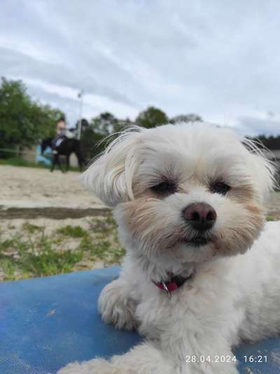 Hundetreffen-Wir suchen Hundekontakt zum spielen für unsere Malteser Hündin-Bild