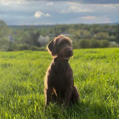 Hundetreffen-Treffen zum Gassi gehen und toben-Bild