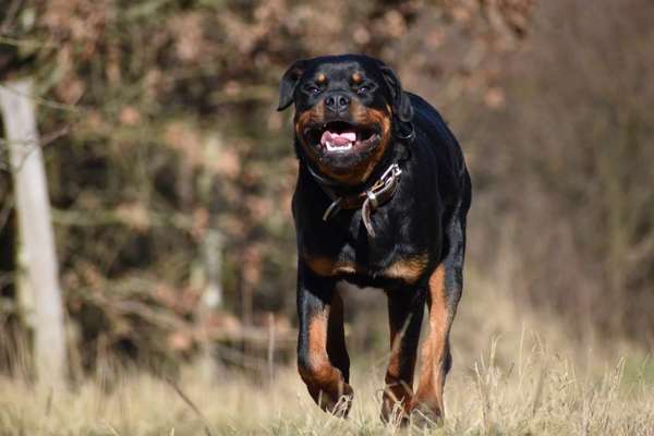 Fotowettbewerb Natur-Beitrag-Bild
