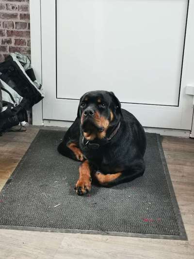 Rottweiler/-Mischlinge-Beitrag-Bild