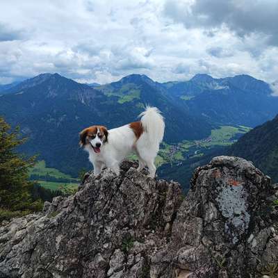 Hundetreffen-Gassirunde nach Absprache-Bild