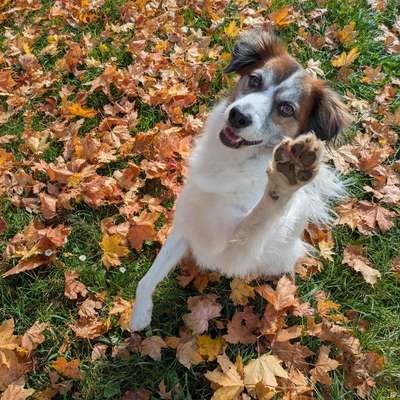 Hundetreffen-Gassirunde nach Absprache-Bild