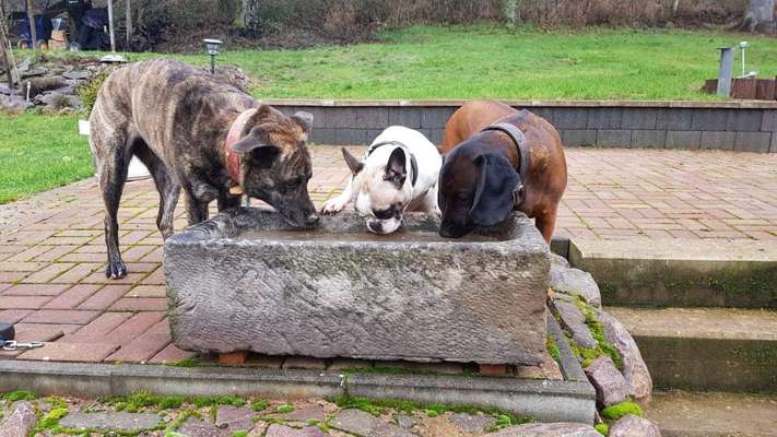 Die Dogorama Wochen Challenge "Friends will be Friends"-Beitrag-Bild