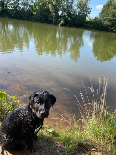 Die Dogorama Wochen Challenge-Beitrag-Bild