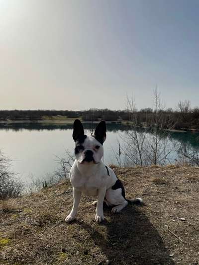 Boston Terrier Liebhaber❤️-Beitrag-Bild
