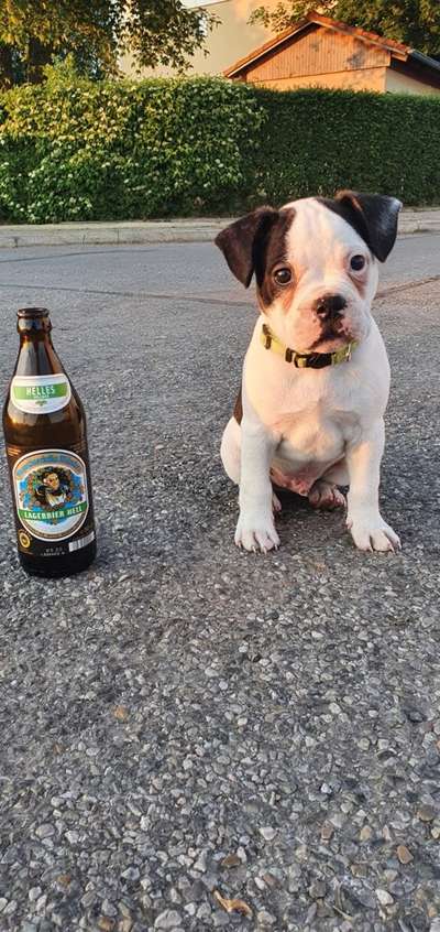 Welpen Bilder !-Beitrag-Bild