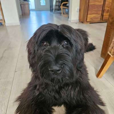 Hundetreffen-Junghund in Hohenaverbergen-Bild