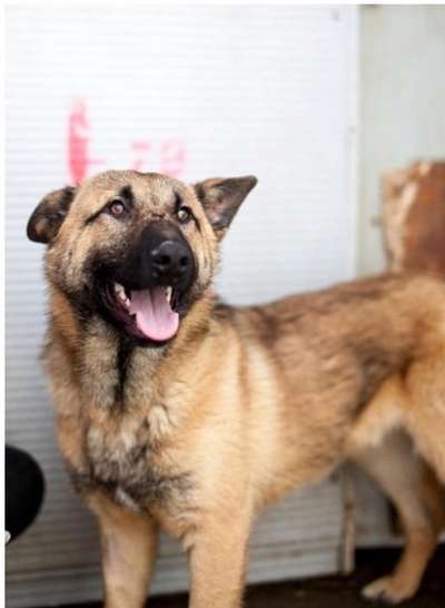 Alles rund um den Schäferhund, diskutieren erwünscht.-Beitrag-Bild