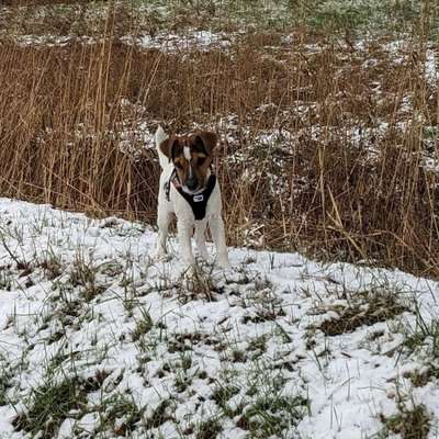 Hundetreffen-Spieltreff oder gemeinsamer Spaziergang-Bild