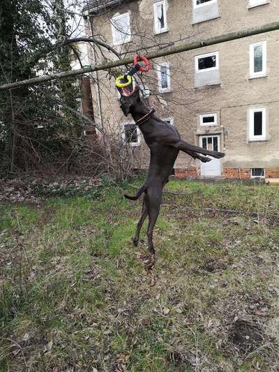 61. Handyfotochallenge - der springende Hund-Beitrag-Bild