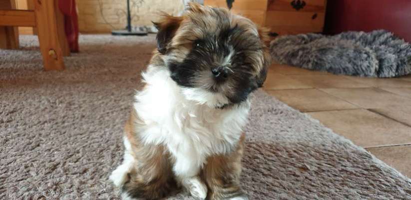 Havaneser dabei?:)-Beitrag-Bild