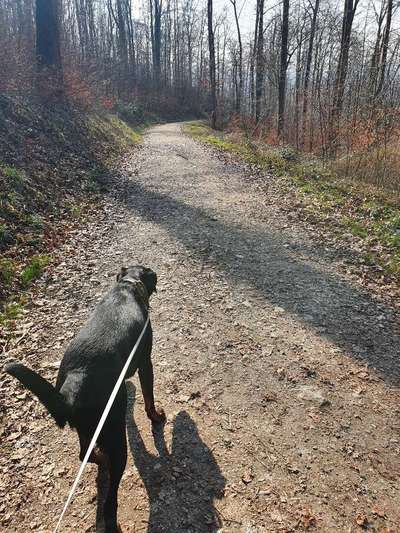 Hundetreffen-Gassi gehen/ Spielrunden-Bild