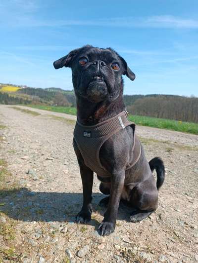 Mischlinge raten - Rätselspaß-Beitrag-Bild