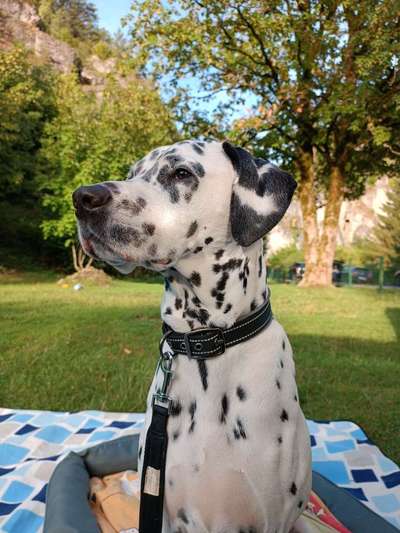 Wo sind denn all die Dalmatiner, zeigt her eure Punktehunde-Beitrag-Bild