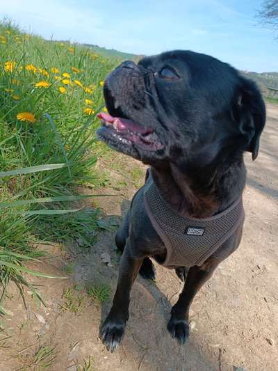 Mops mix-Beitrag-Bild