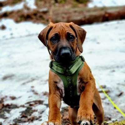 Hundetreffen-Hundefreund für regelmäßige Treffen gesucht-Bild