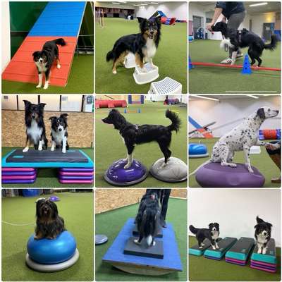 Hundeschulen-Hundesporthalle DogDream-Bild