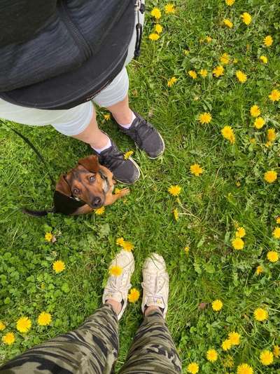 Fotochallange 63: "Dein blühendes Hündchen"-Beitrag-Bild