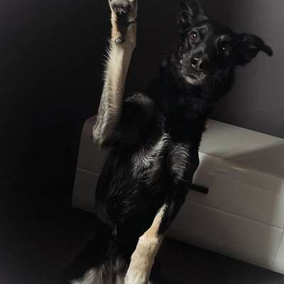 Hundetreffen-Spazierengehen-Bild