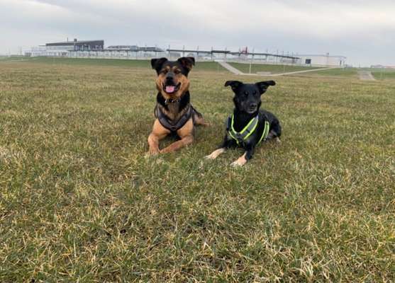 Hundetreffen-Spaziergänge-Bild