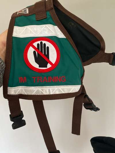 Hundekontakt an der Leine?-Beitrag-Bild