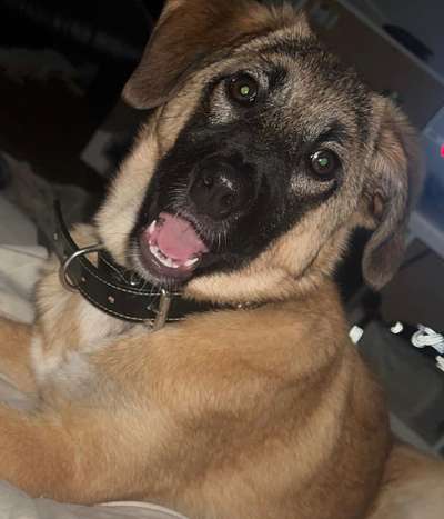 Kangal Fans ! ! ! !-Beitrag-Bild