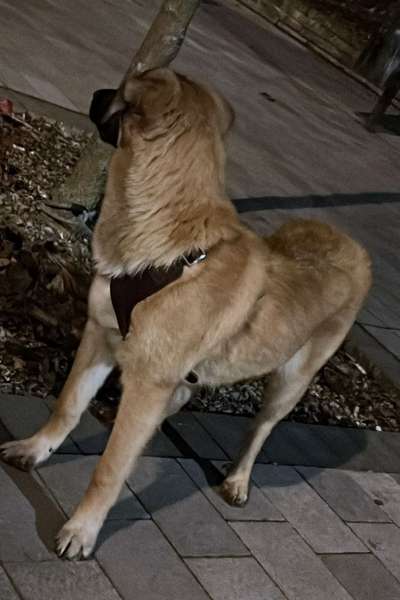 Kangal Fans ! ! ! !-Beitrag-Bild