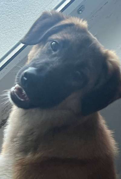 Kangal Fans ! ! ! !-Beitrag-Bild