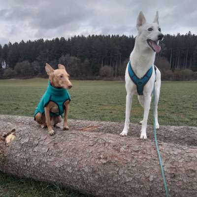 Hundetreffen-Neue Hundefreunde gesucht-Profilbild