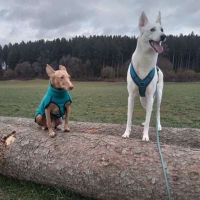 Hundetreffen-Neue Hundefreunde gesucht