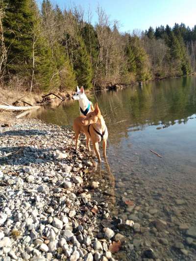 Auslandstierschutz-Beitrag-Bild