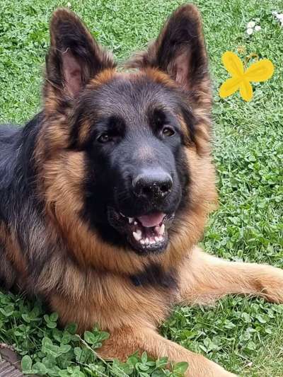 Die Dogorama Kalender Challenge Titelbild-Beitrag-Bild