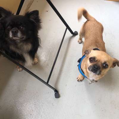 Hund kostet Geld?!-Beitrag-Bild