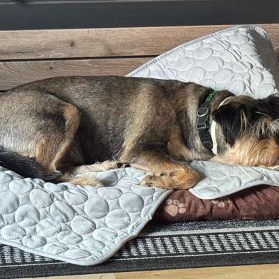 aktuelles Foto Gruppe Hunde aus dem Tierschutz