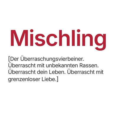 aktuelles Foto Gruppe Hunde aus dem Tierschutz