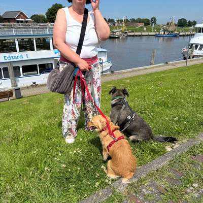 aktuelles Foto Gruppe Hunde aus dem Tierschutz