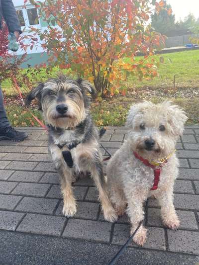 TierschutzhundeStammtisch🐕-Beitrag-Bild