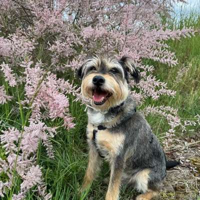 aktuelles Foto Gruppe Hunde aus dem Tierschutz