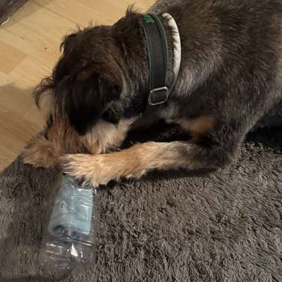 aktuelles Foto Gruppe Hunde aus dem Tierschutz
